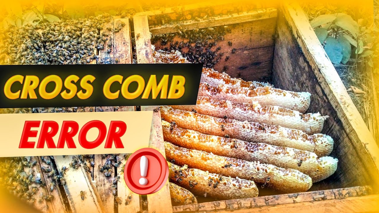 How to fix a box of cross comb after honey harvest (Kenyan top bar hive)