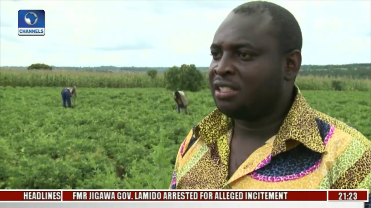 Eco@Africa: Tobacco Is Malawi's Most Important Export