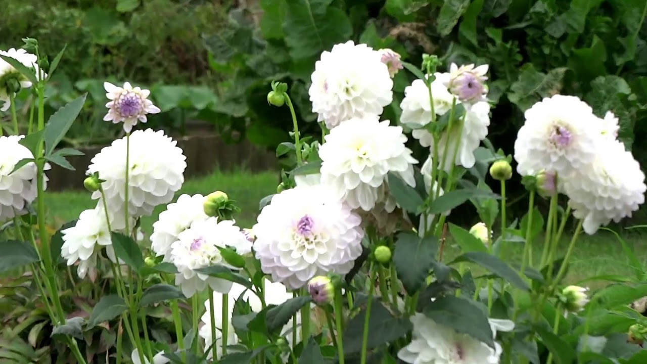 Заброшенные дачи в Германии#CELLE/DE#