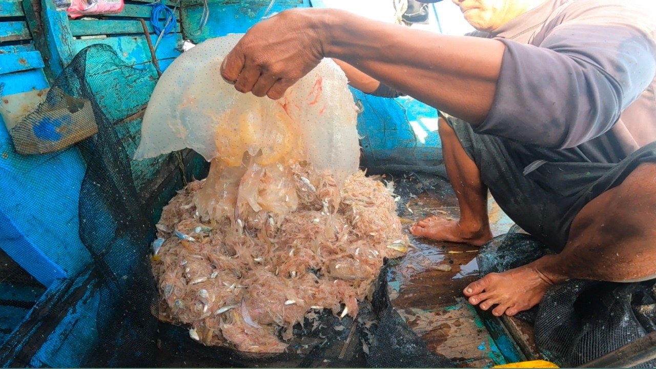 Rebon‼️harga udang ini cukup mahal