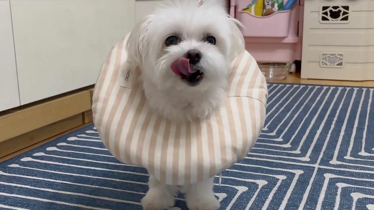애드라 너희는 꼭 발사탕 같은거 하지말어..