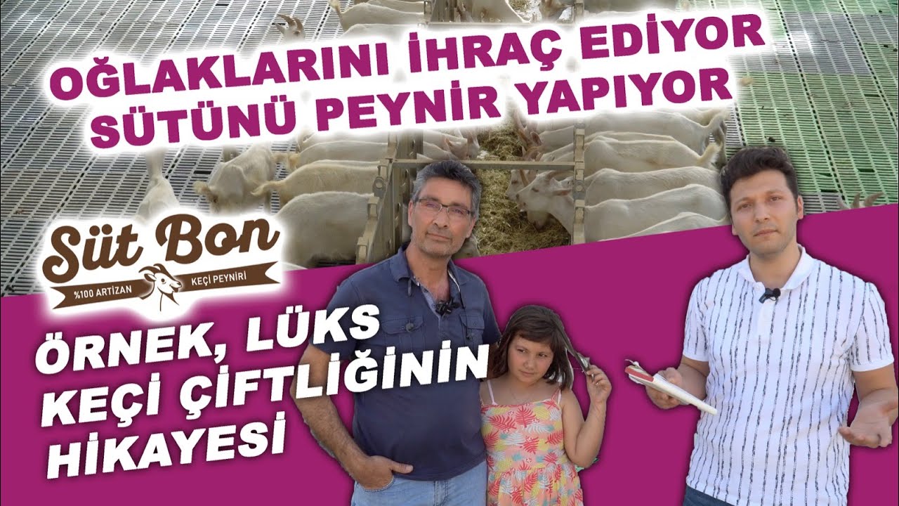 Örnek, Lüks Keçi Çiftliğinin Hikayesi | Oğlaklarını İhraç Ediyor, Sütünü Peynir Yapıyor