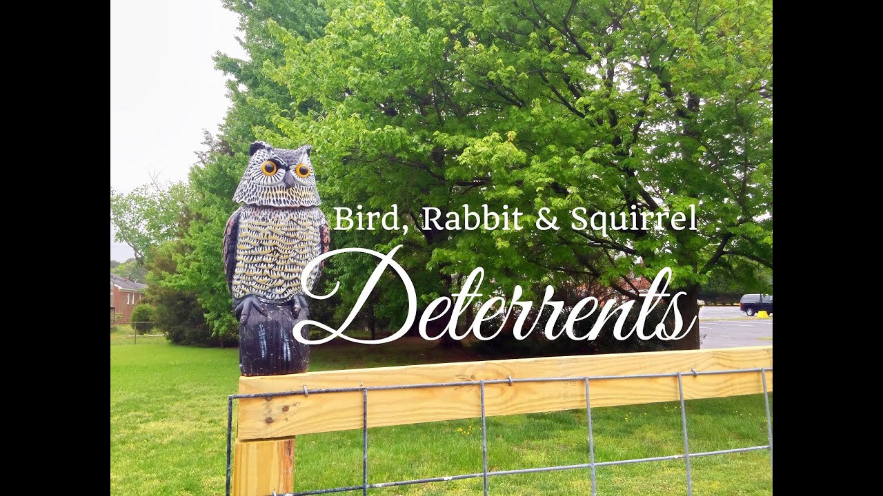 Bird, Rabbit & Squirrel Deterrents for your Vegetable Garden