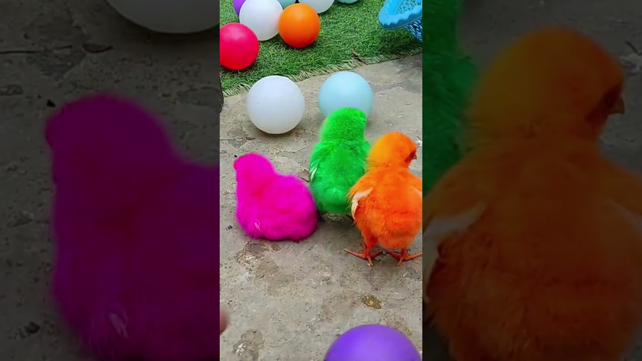 You Won&rsquo;t Believe How Cute These Playful Chicks Are!