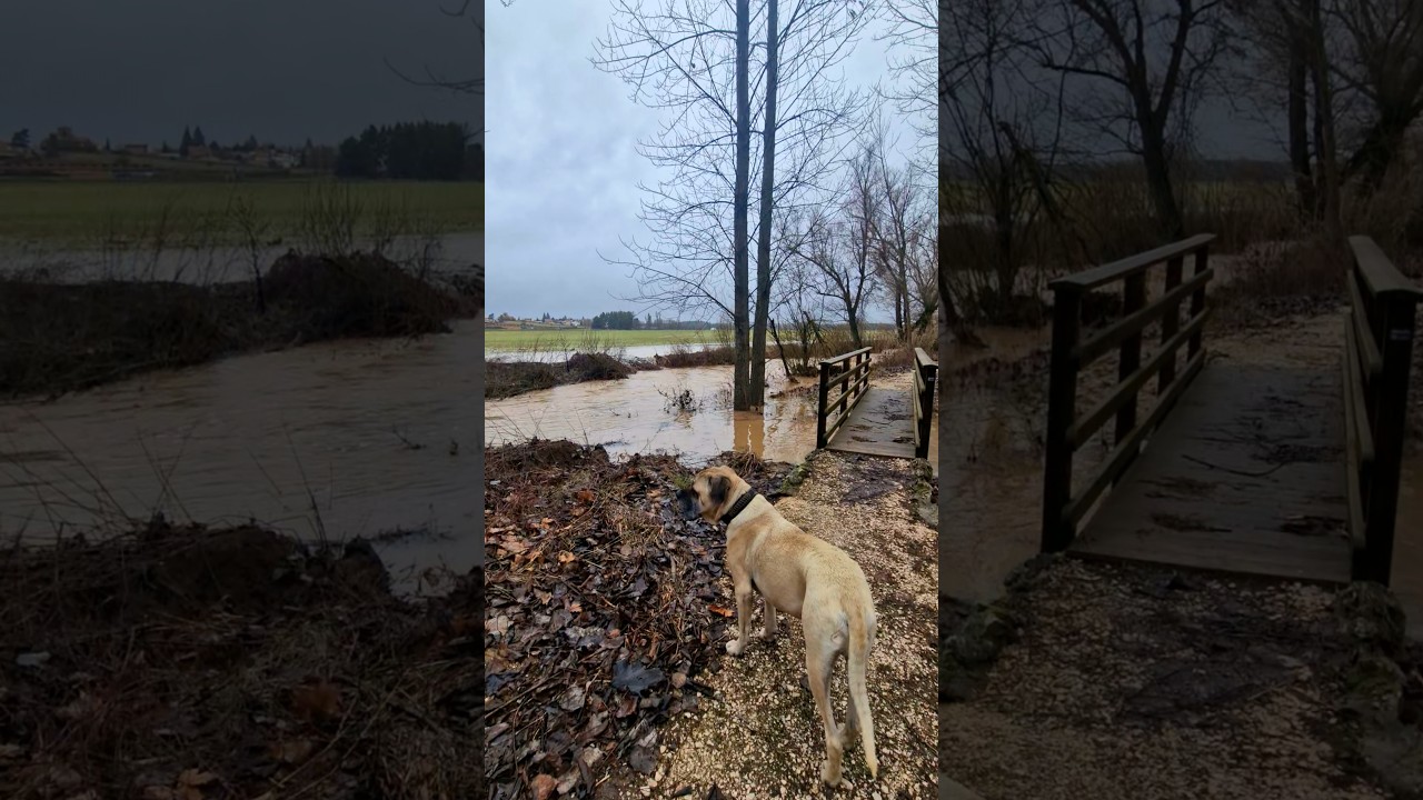 Zwangspause in Spanien: Wenn der Luftfilter für die Standheizung dich ausbremst #canecorso #outdoor