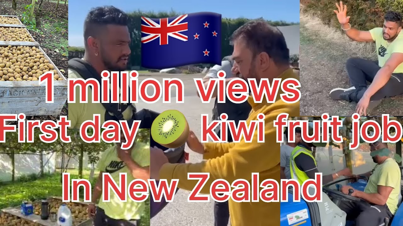 First day of work in New Zealand 🇳🇿 || kiwifruit picking 🥝🥝 || kabaddi player