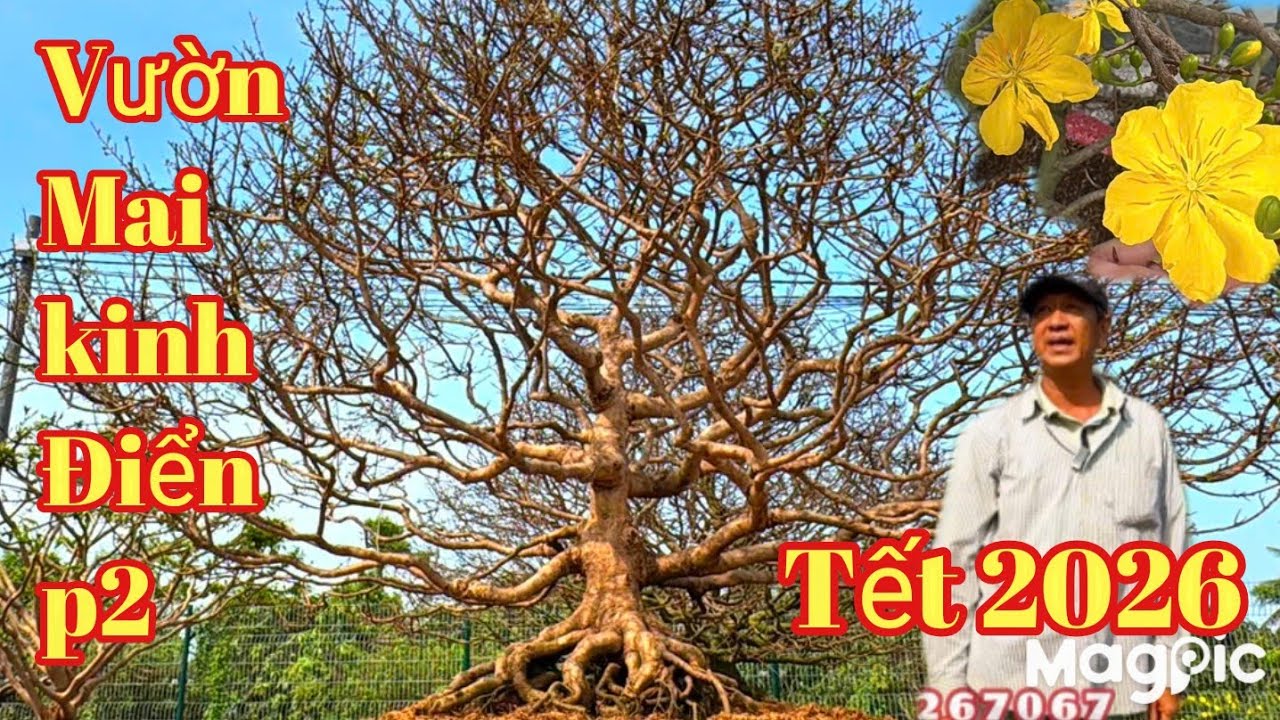 A Tính  Zalo 👉 0983267067💥Cận cảnh vườn mai vàng kinh điển bậc nhất ở Cần Thơ.