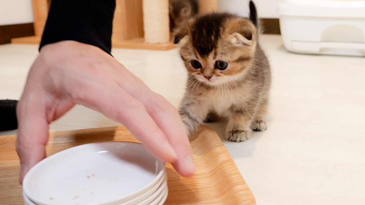 The kitten's reaction when trying to clean up the dishes is cute.