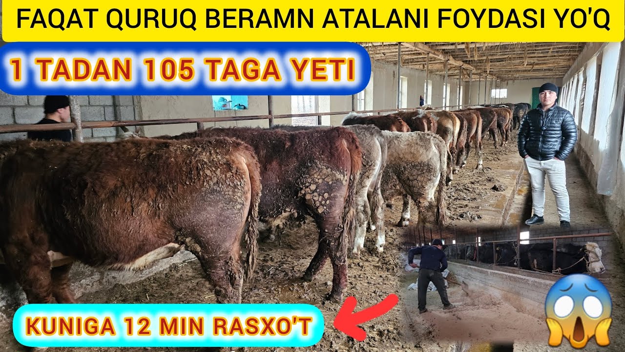 QURUQ YEM BILAN 1 MOLDAN 105 TAGA YETKAZGAN AKA