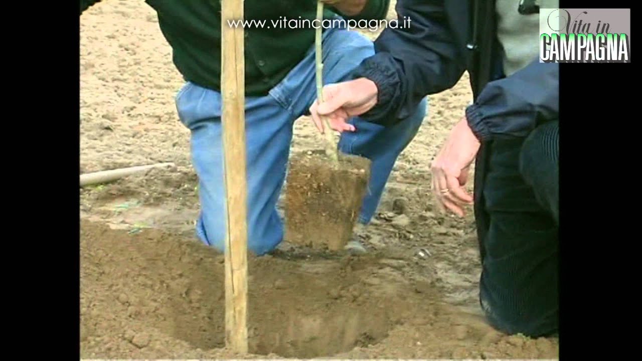 Olivo, come si effettua il trapianto