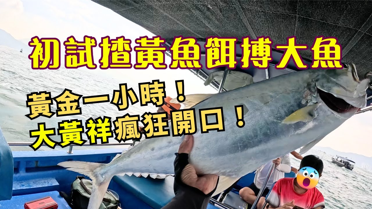 【西水艇釣】初試揸黃魚餌搏大黃祥魚🐟 黃金一小時！大黃祥瘋狂開口！😱😱😱 #船釣 #釣魚 #fishing #艇釣 #黃祥
