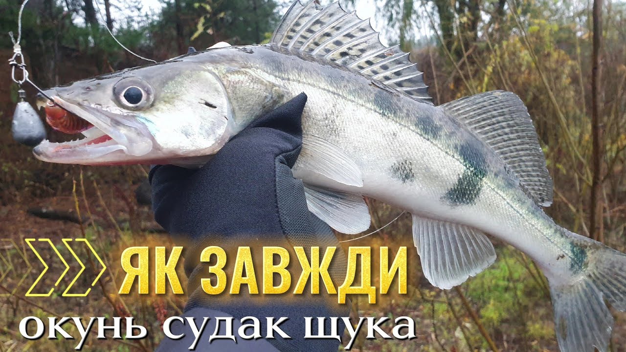 Окунь Щука Судак рибалка на Обвідном каналі на спінінг