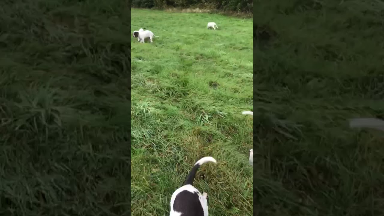 Almanyada ilk kez Tarsus  Catalburun av k&ouml;pegimizin Bebisleri Ahmet ocak