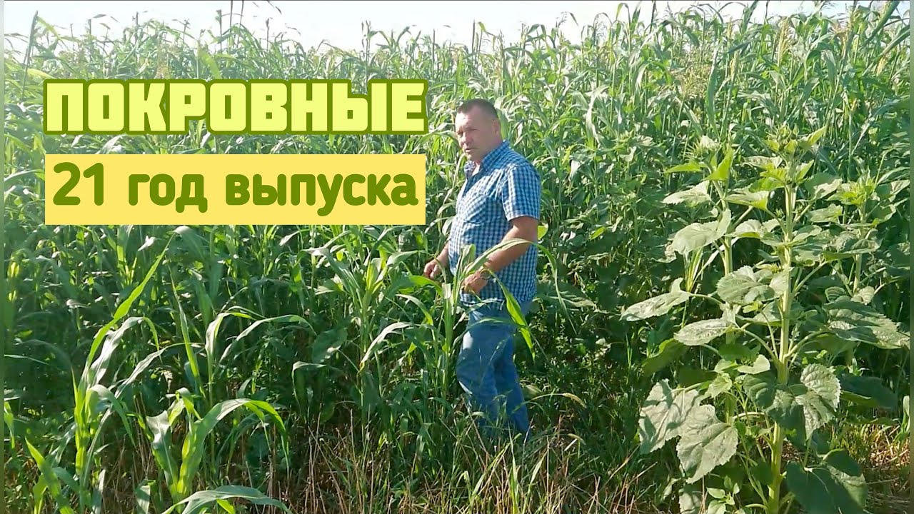 Покровные культуры 21-го года выпуска на полях Андрея Усова