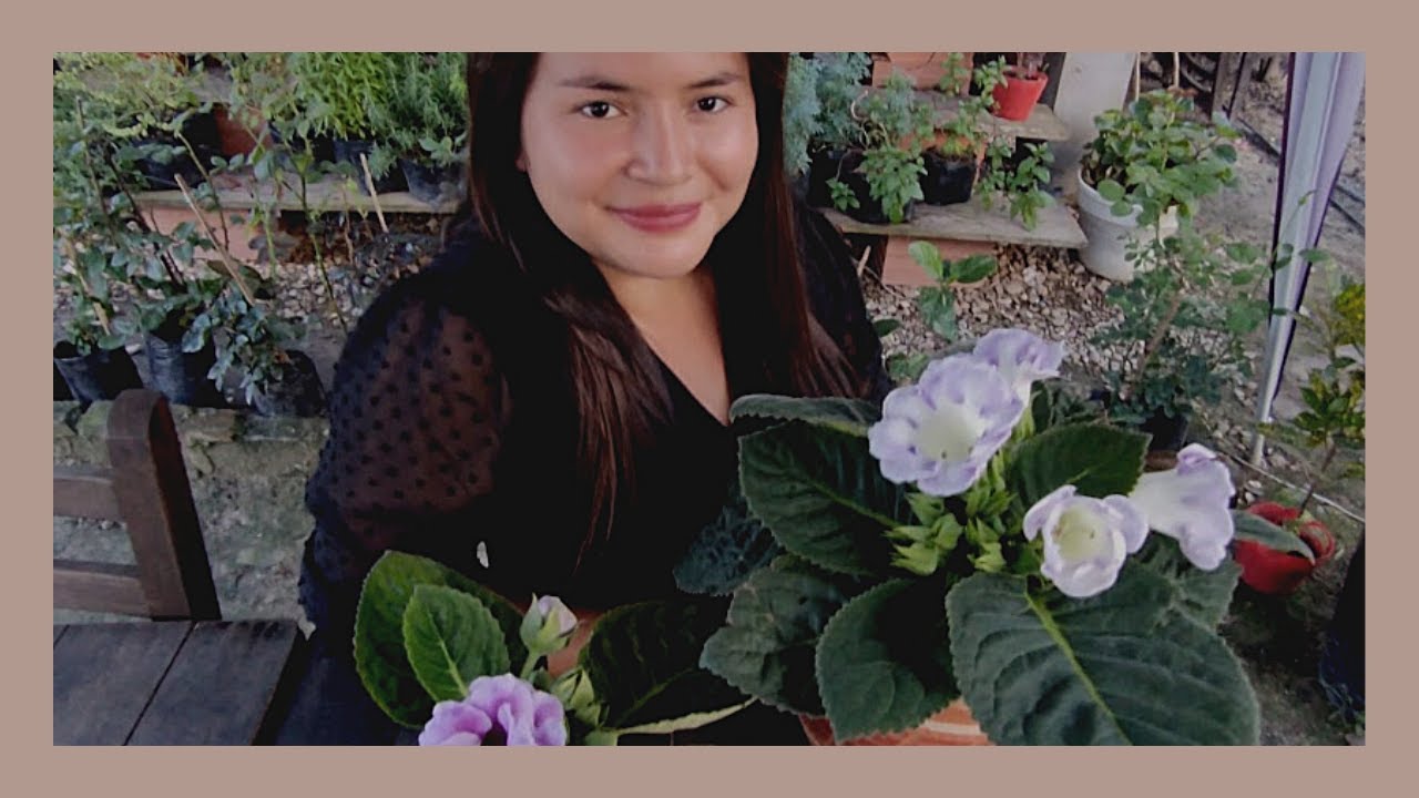 Gloxinia (Sinningia speciosa) cuidados y trasplante