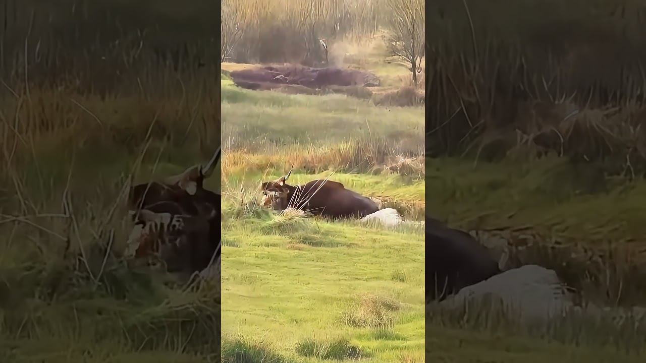 Tiger Ambush Fails: Water Buffalos Fight Back! #wildlife