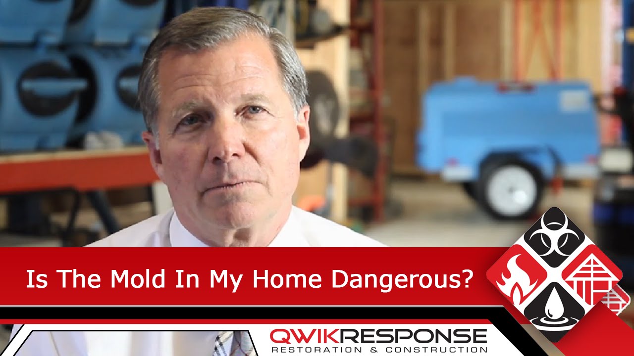 Is the Mold In My Home Dangerous? - (805) 962-6626