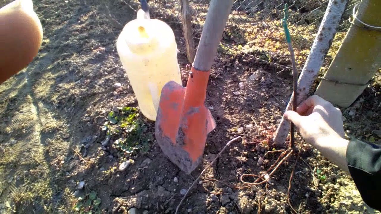 Посадка новой лозы.