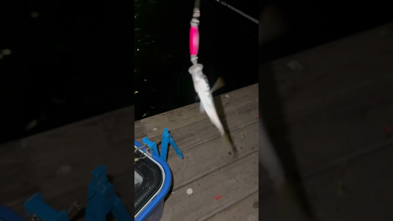 #halıdere @ kendo baby jig 🎣🎣