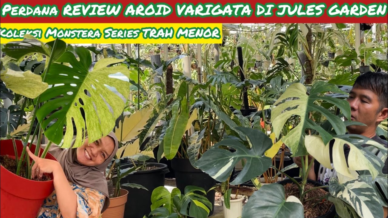 PERDANA REVIEW AROID VARIGATA DI JULES GARDEN ⁉️ WOW KOLEKSI MONSTERA SERIES TRAHH MENOR CAKEP