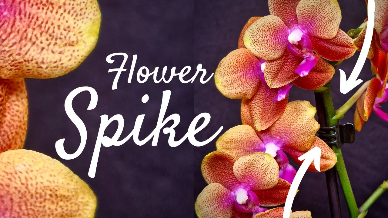 After blooming care | Can I 