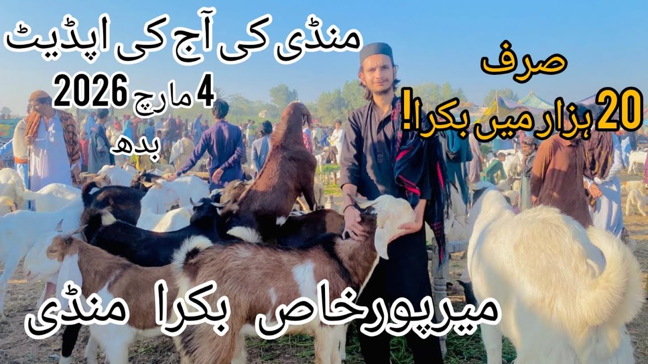 Mirpurkhas Bakra Mandi Latest Update 4 March 2026 😱| Bakra Mandi 2026 😍