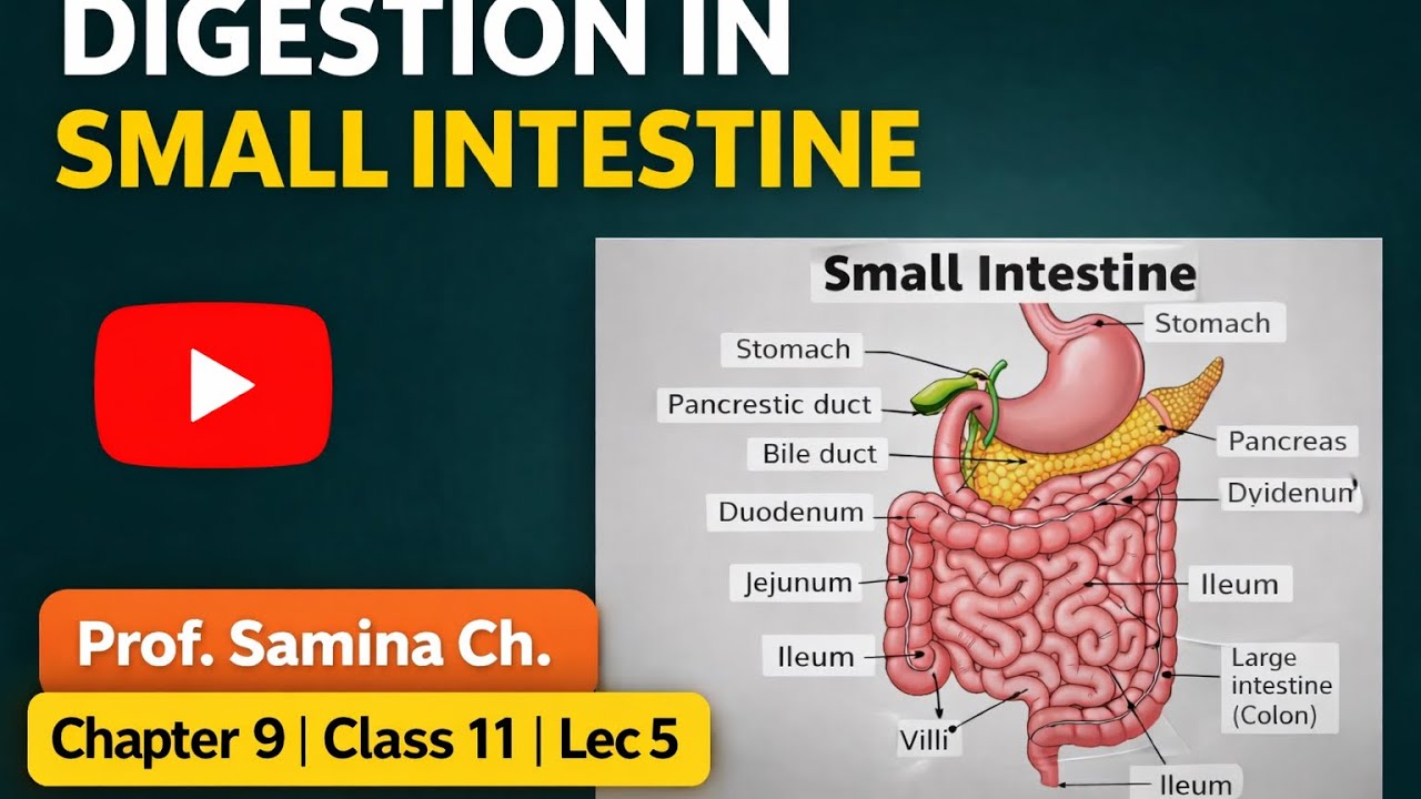 Small Intestine | Structure, Functions & Digestion of Food | Human Digestive System