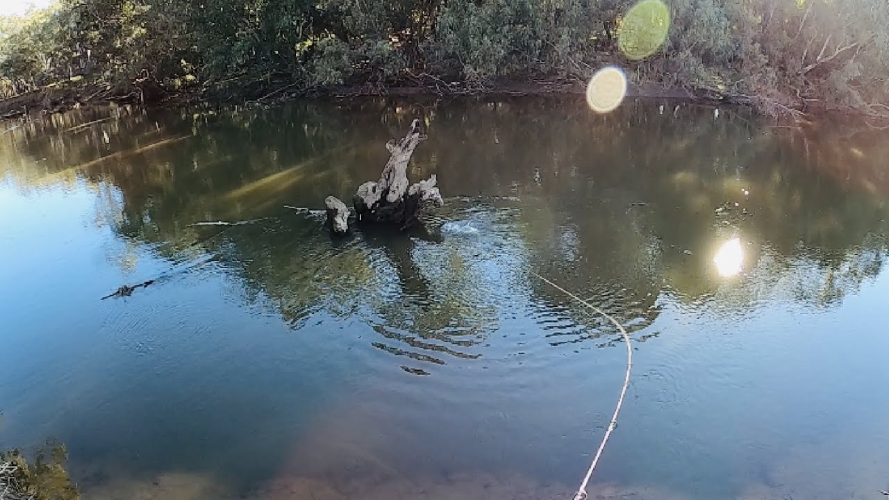 2021 Murray Cod Fishing Season Mashup