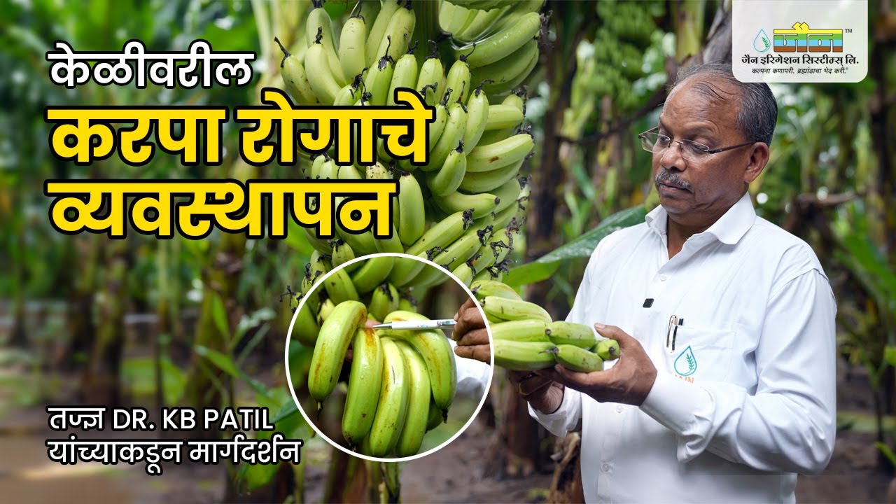 केळीवरील करपा रोगाचे व्यवस्थापन | Banana Disease Management