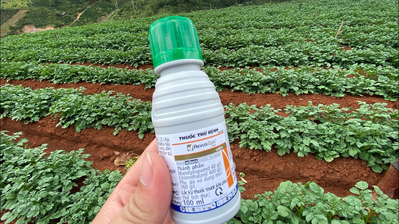 Giải ph&aacute;p Revus Opti 440SC quản l&yacute; b&atilde; trầu, sương mai cho vườn khoai t&acirc;y trồng m&ugrave;a mưa.