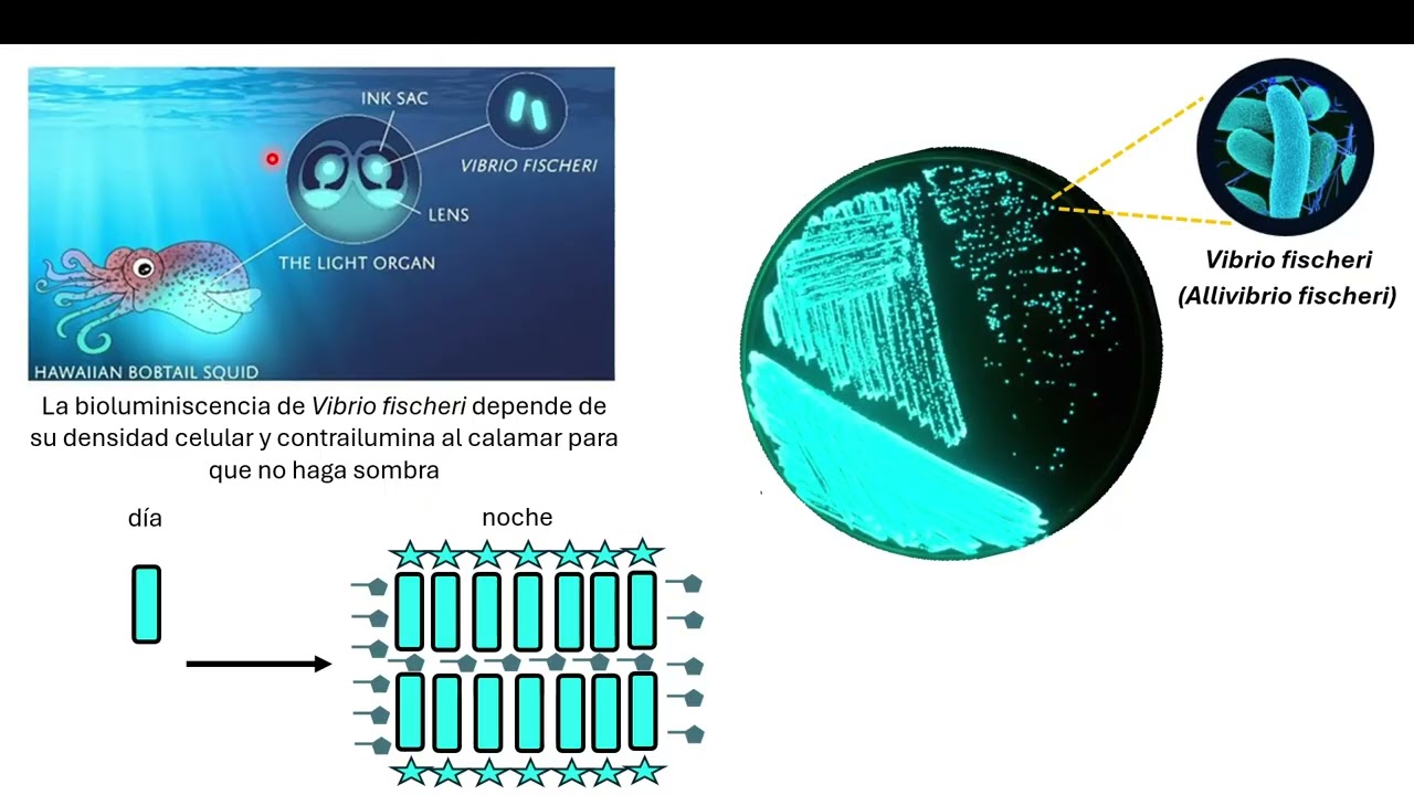 Quorum sensing - Parte 1