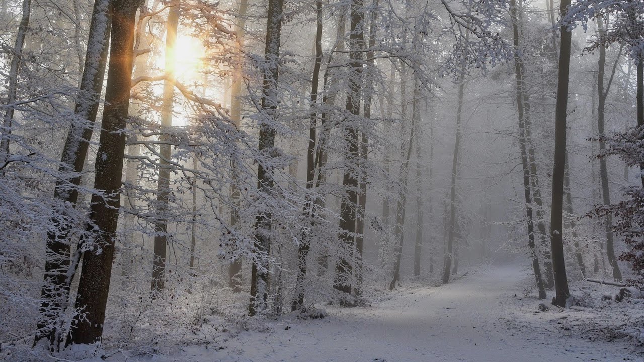 지친 마음을 감싸는 겨울 밤 힐링 1시간💚 | Comforting Healing Music for a Winter Night 1Hour💚