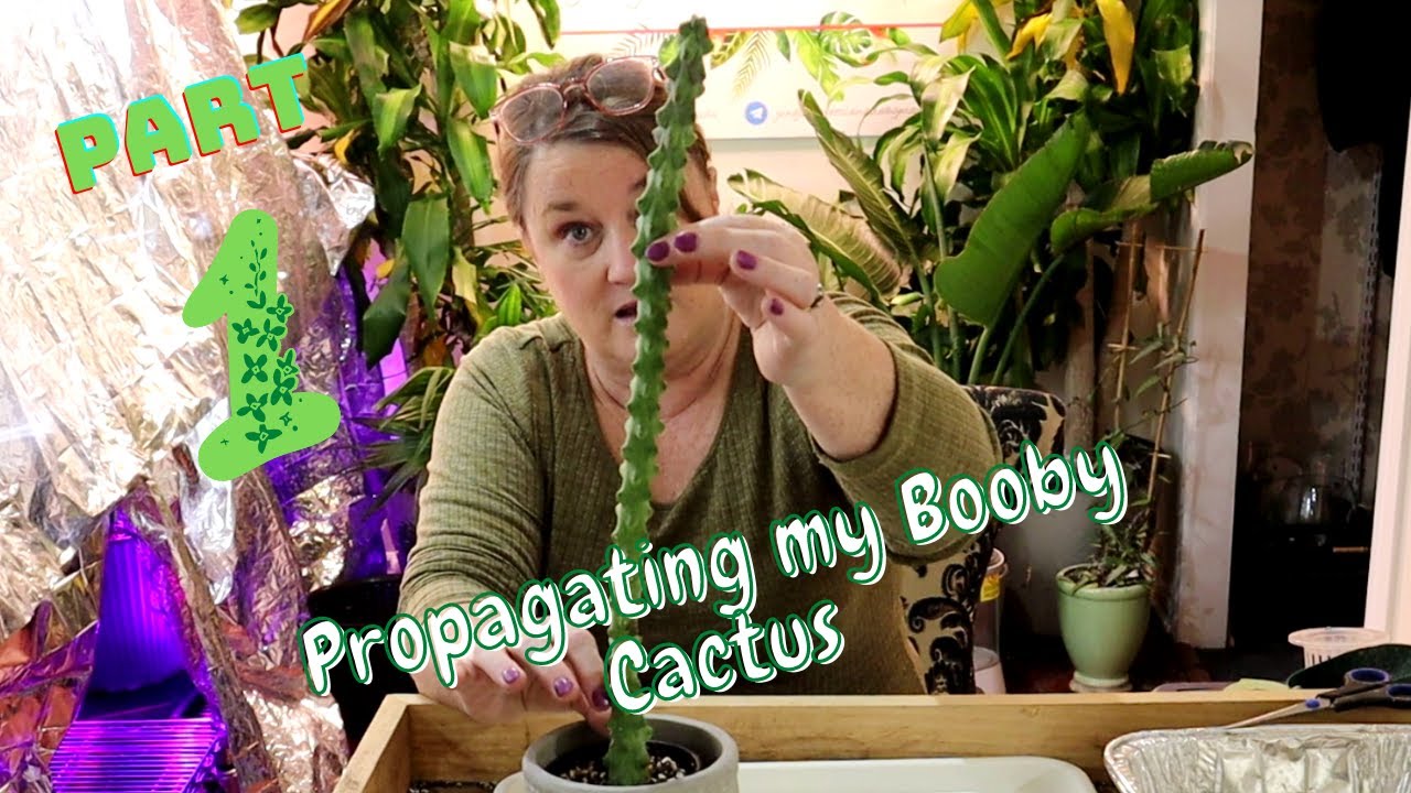 Propagating my Booby Cactus Part 1