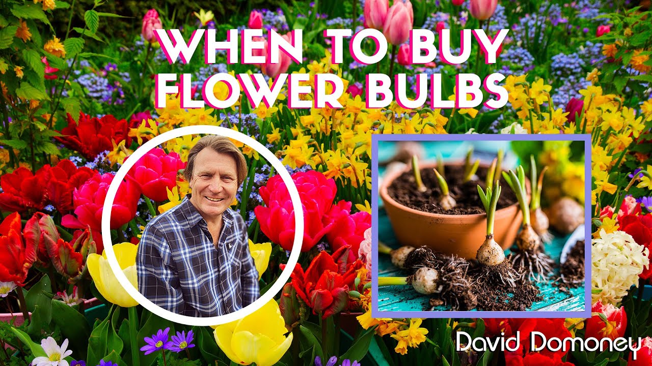 When should I shop for my flower bulbs (Spring & Summer)