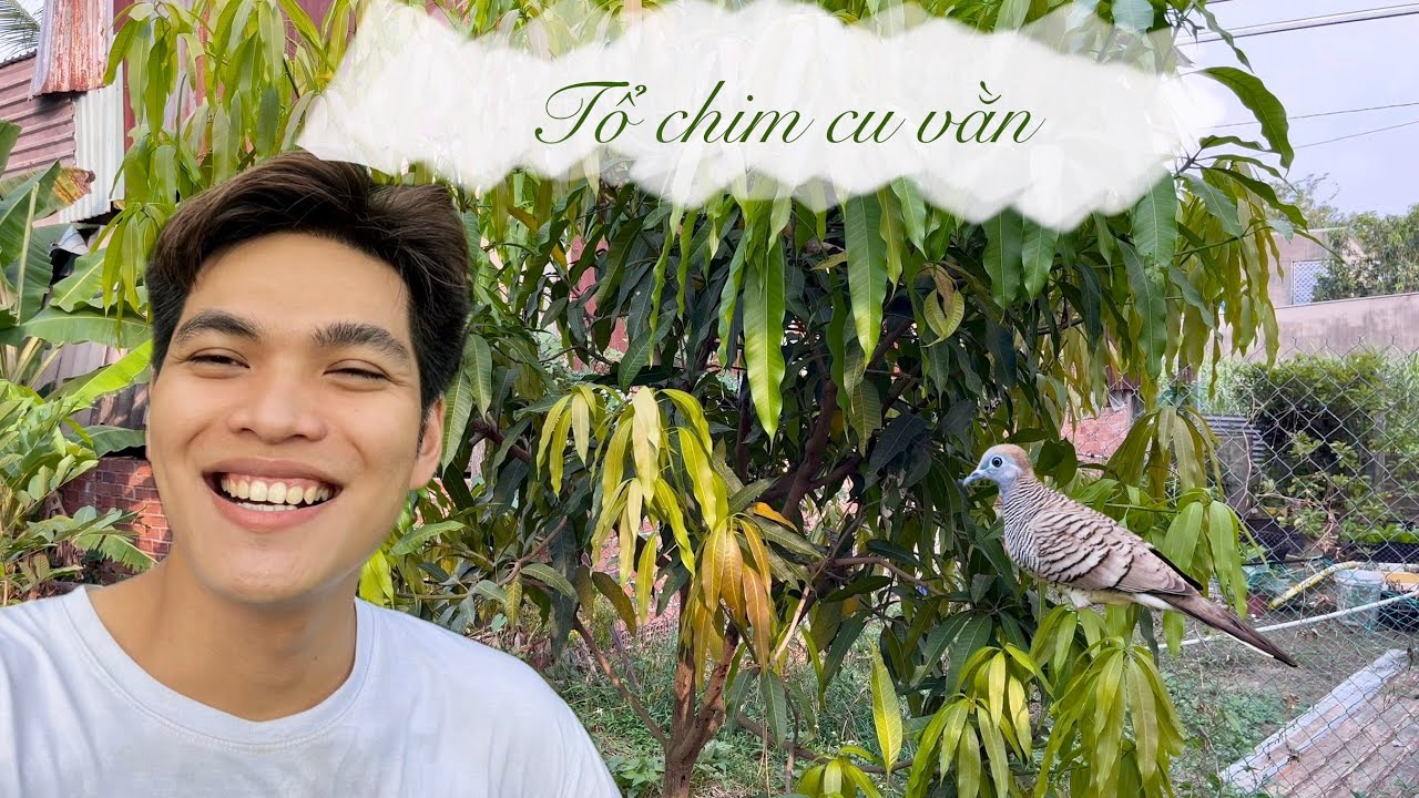 Phát hiện tổ chim cu vằn
