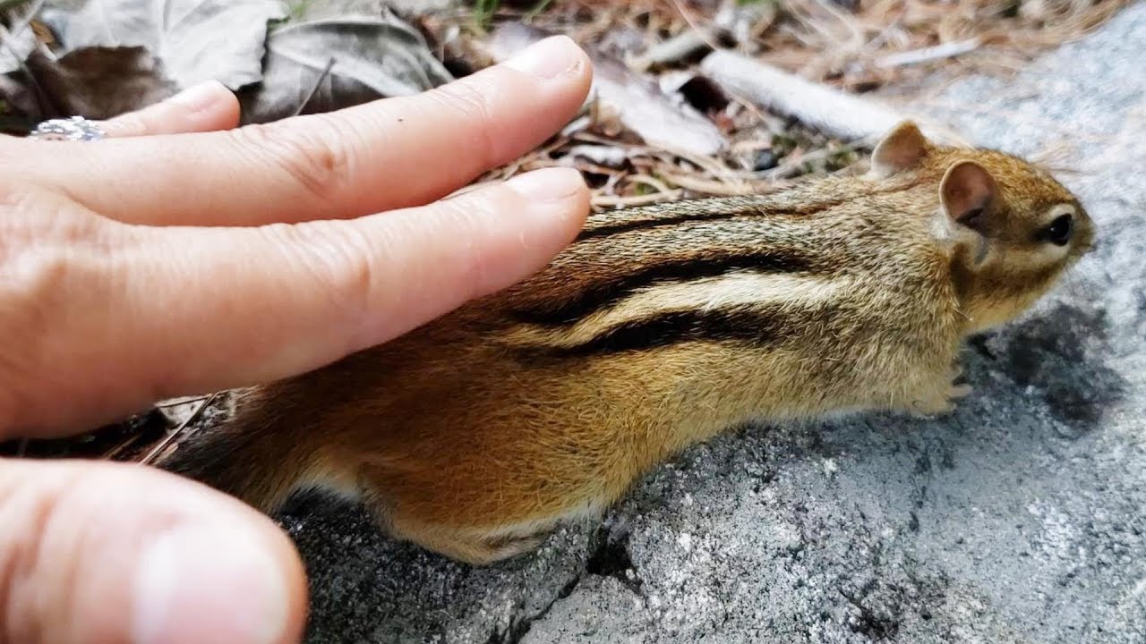다람쥐에게 궁디팡팡을 해주고 완전히 친해진 다람쥐 월리 Chipmunk Wally loves butt petting