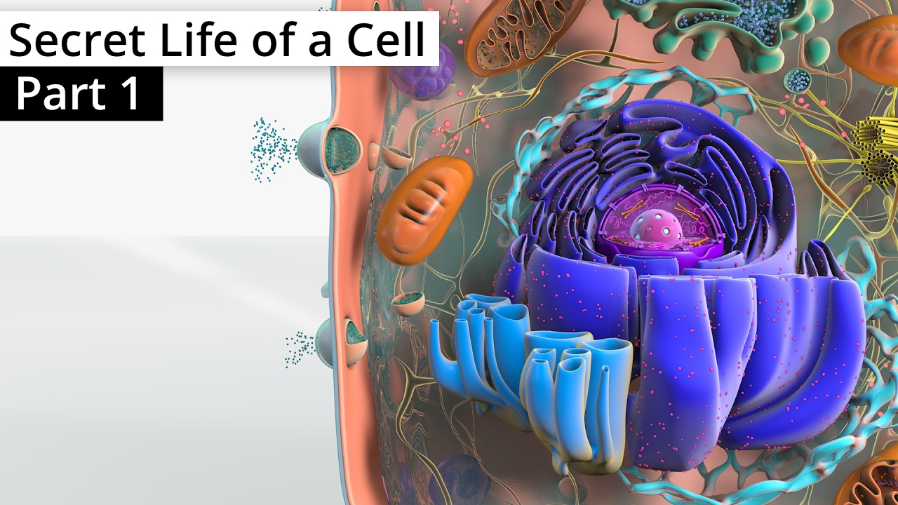The Secret Life of a Cell, Part 1 - Organelles