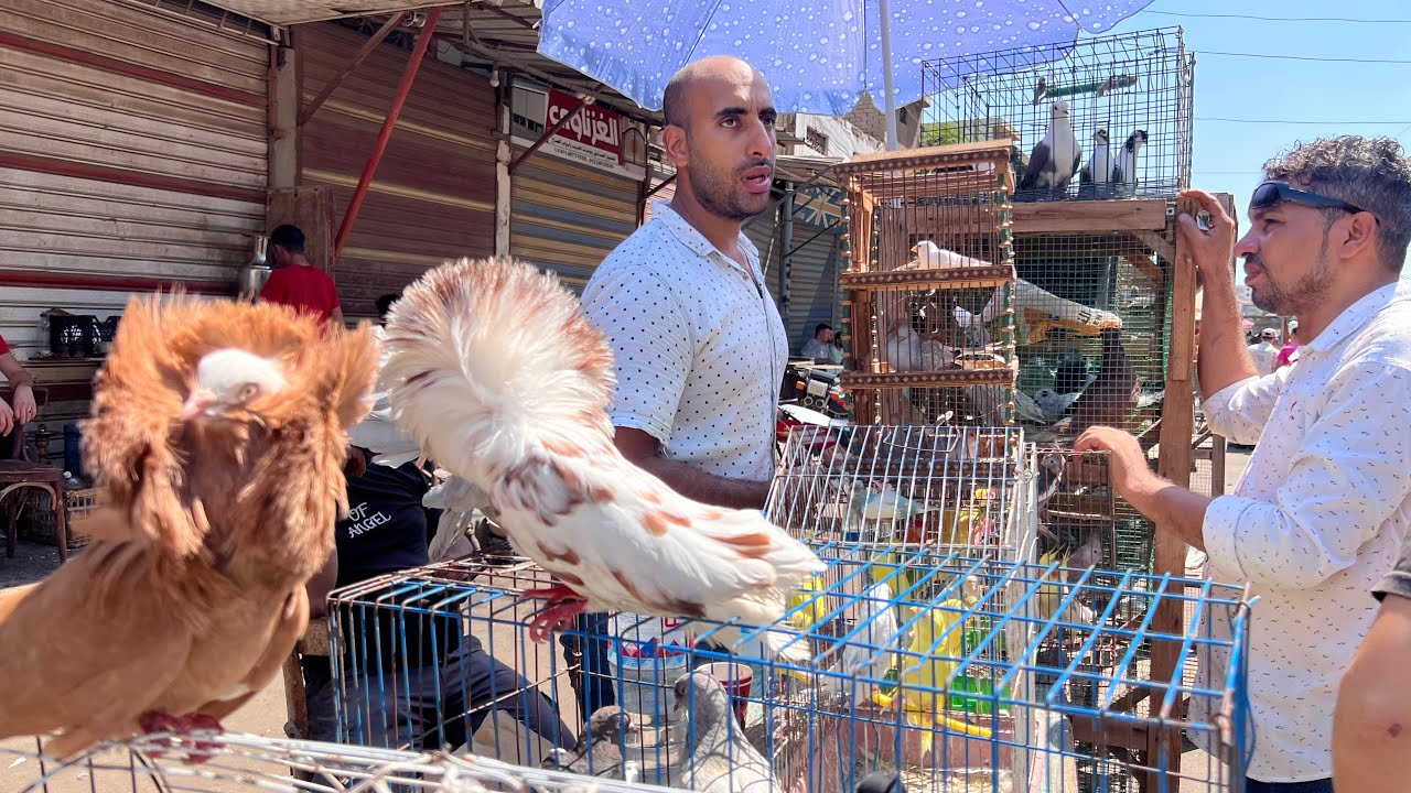 تعالو نشوف اسعار الحمام في دمياط مع دخله المدارس 