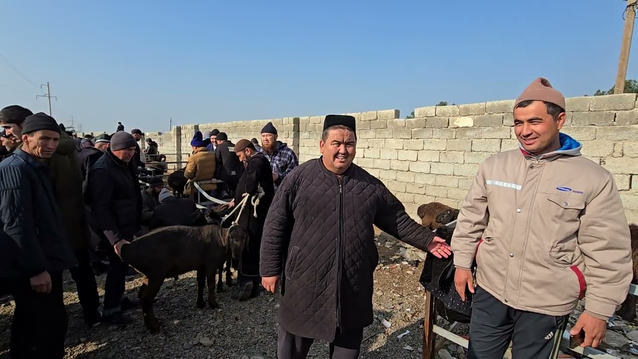 Qŏzi qŏchqorlar sŏraganlar Uchun Qŏzi bn narxlari deyarli birxil