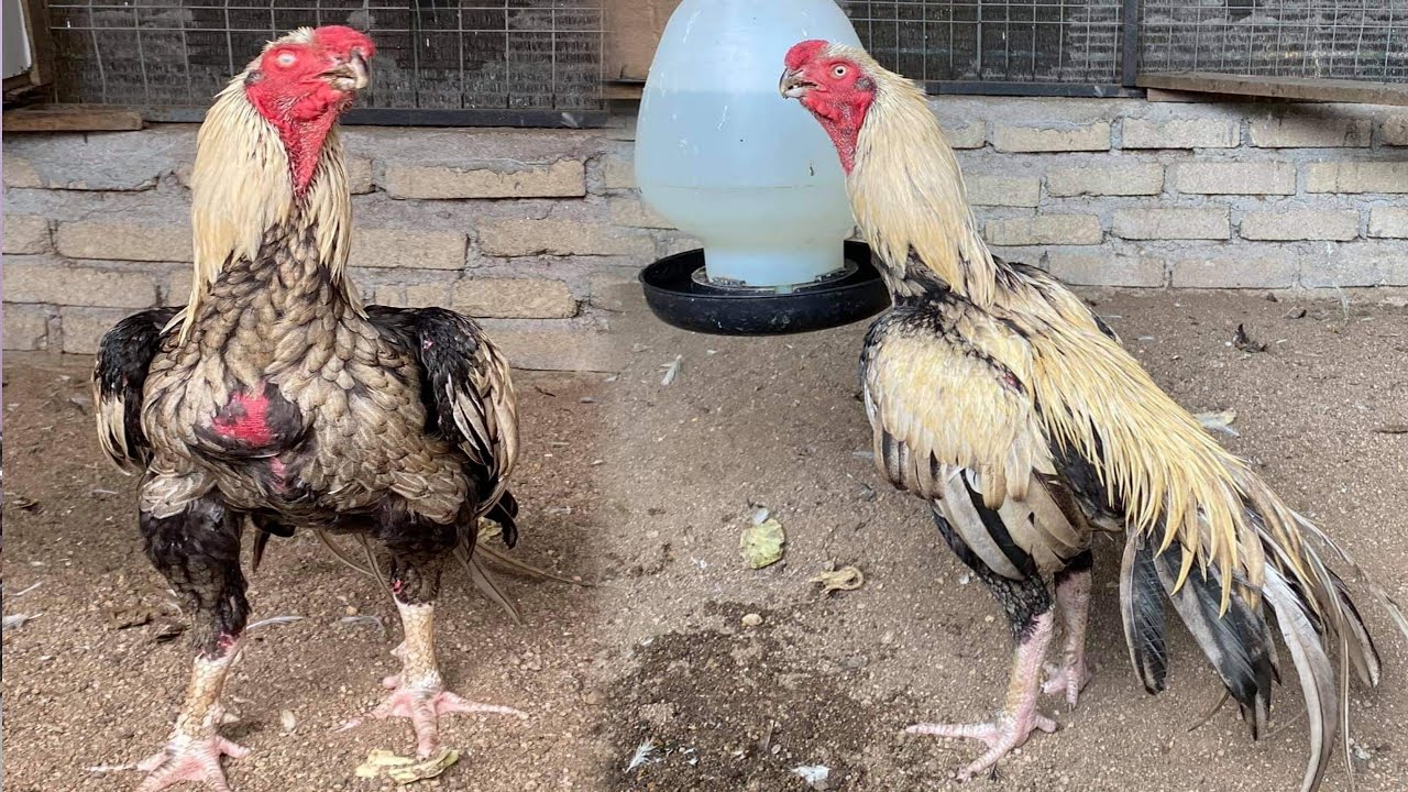 Pure Aseel Rooster On young Stag| Collection 63