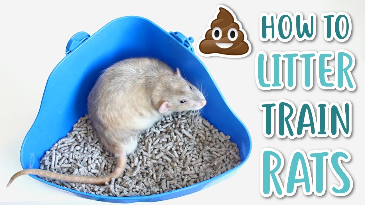 КАК ПРИУЧИТЬ КРЫС К УБОРКЕ!