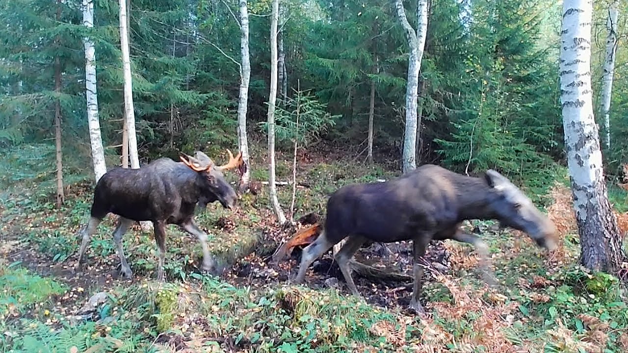 Vid en saltsten i en skog i Borl&auml;nge. Zeiss Secacam 5 Wide Angle.