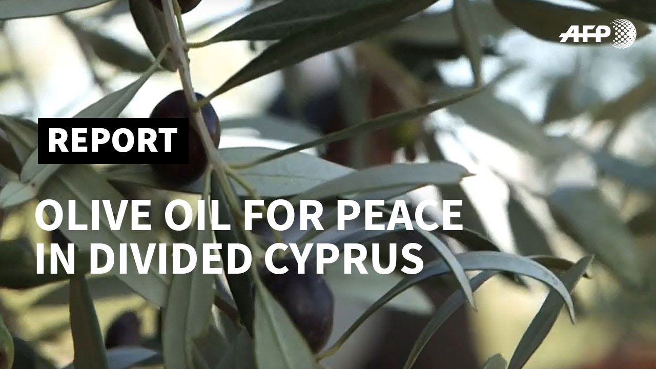 Cyprus: olive oil 'for peace' in the divided island  | AFP