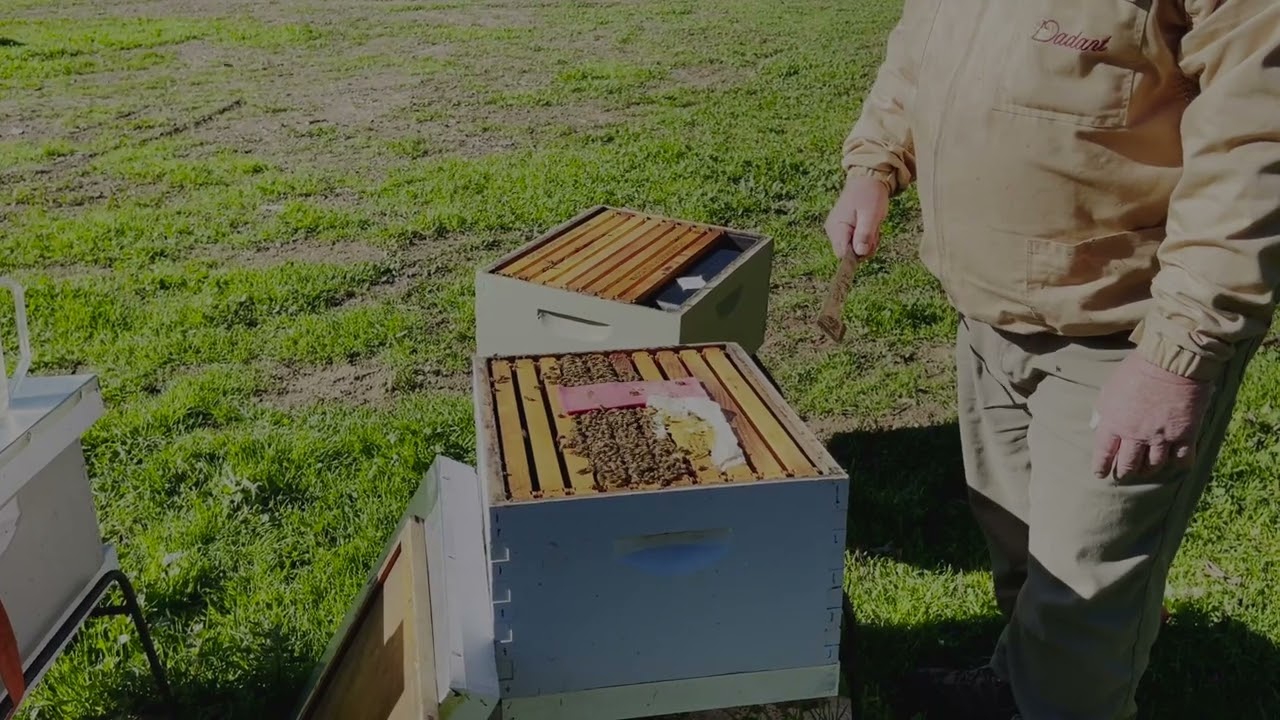 Winter Beekeeping in Southern California..