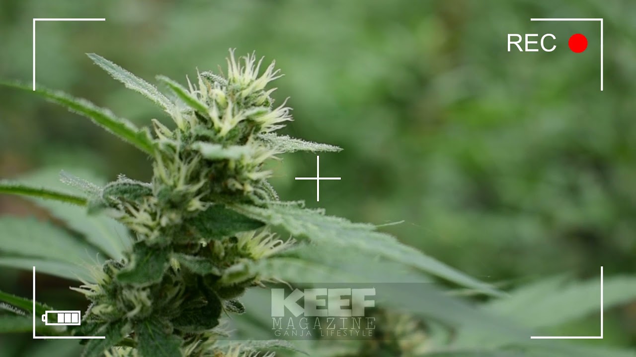 DIY Home ganja field overview