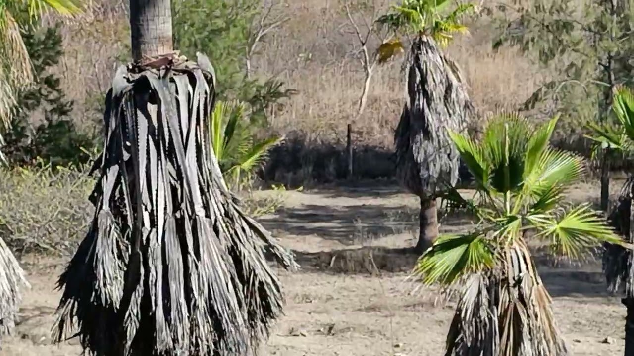 #presa del estudiante Oaxaca valles centrales, #comedores, restaurantes de las presas de Guayapan.