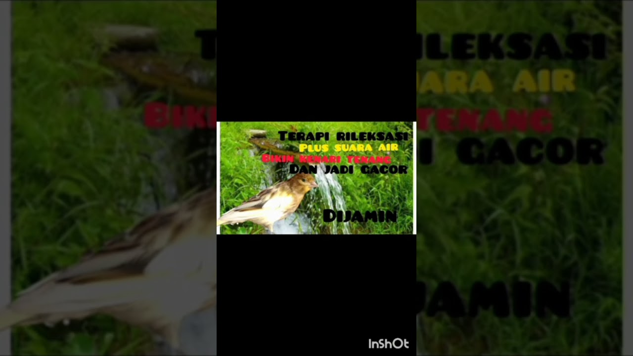 terapi rileksasi plus suara air, bikin kenari gacor, kenari paud cepat bunyi