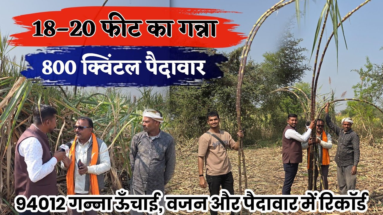 कवर्धा:18 फिट ऊंचा गन्ने का देशभर में चर्चा इक्कड़ में 800 क्विंटल, 4 किलोग्राम का सुपर गन्ना 