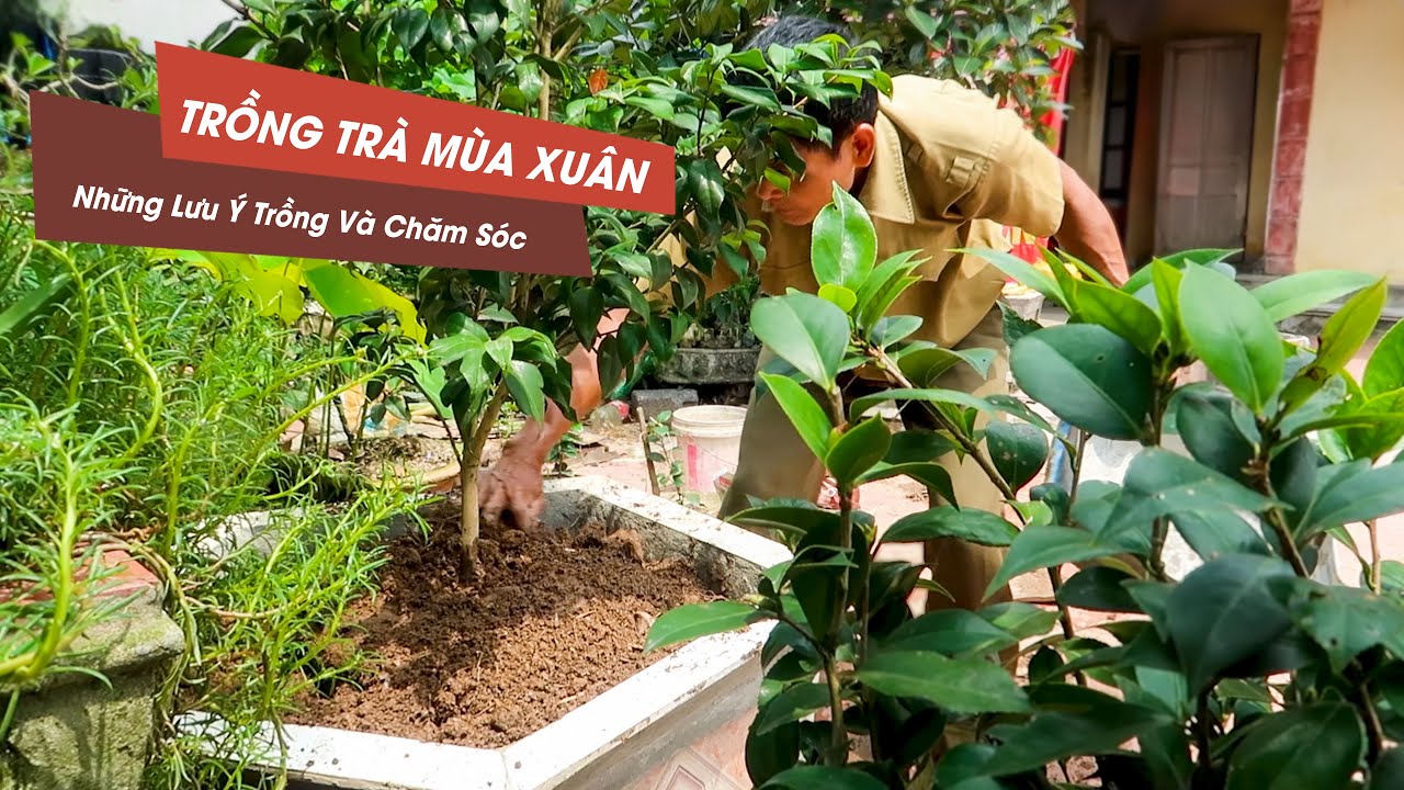 TRỒNG TRÀ MÙA XUÂN  - Kinh Nghiệm Trồng Trà My Sau Tết