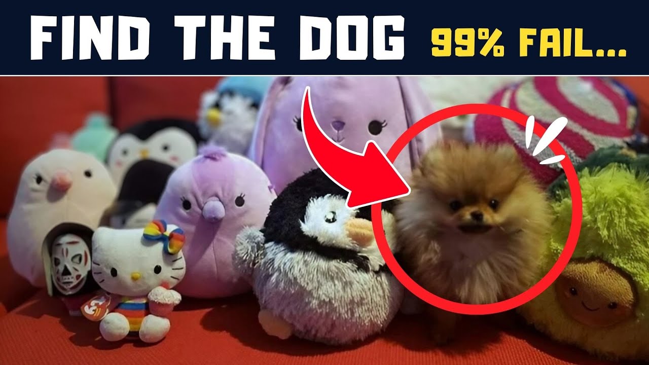 Find the Dog Quiz 🐕🐶🤔